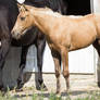 Quarter Horse filly stock 3