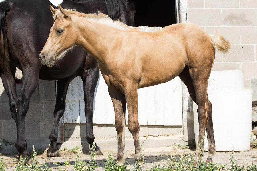 Quarter Horse filly stock 3