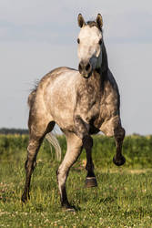 Quarter Horse stock 9 - gray leap