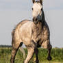 Quarter Horse stock 9 - gray leap