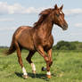 Quarter Horse stock 6 - rabicano