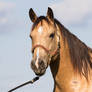 Quarter Horse stock 2 - headshot