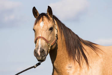 Quarter Horse stock 2 - headshot