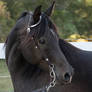 Black Arabian headshot