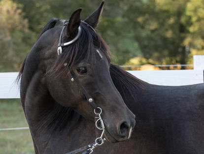 Black Arabian headshot