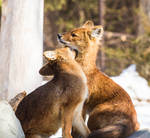 Dhole (Asian Wild Dog) pups 2 by Skunktail17