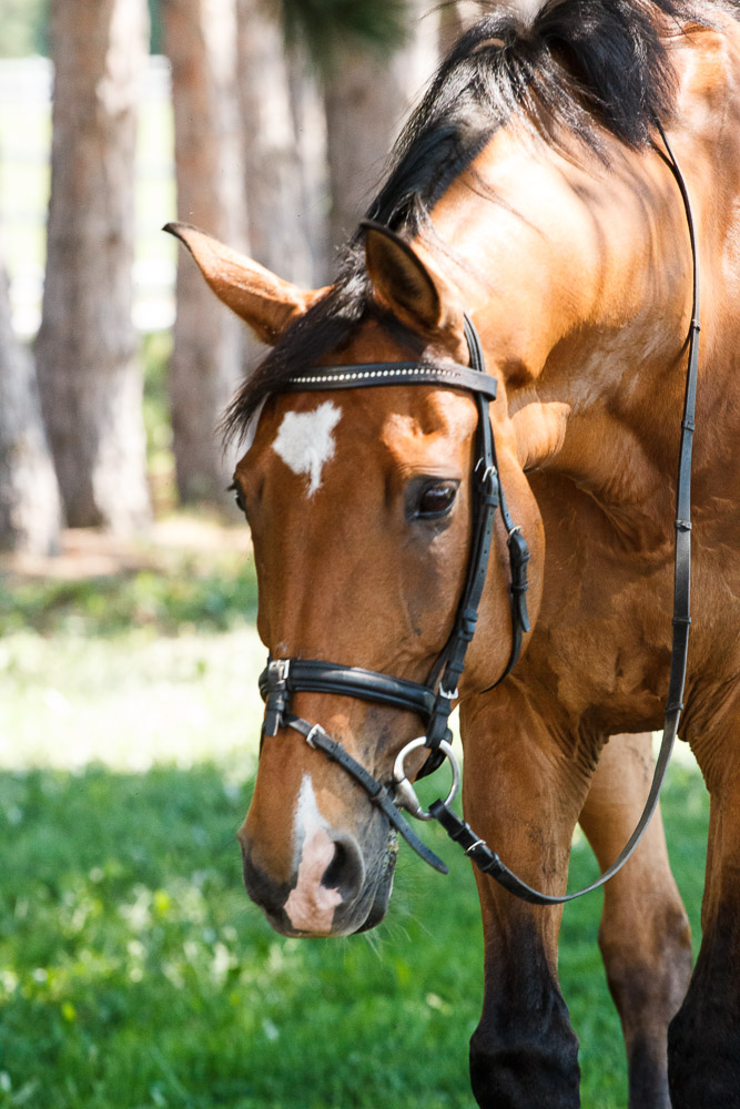 Loving bay warmblood horse