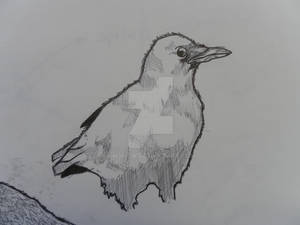 drawig of a crow