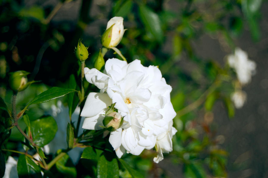 Wild white rose by Mithertiths on DeviantArt