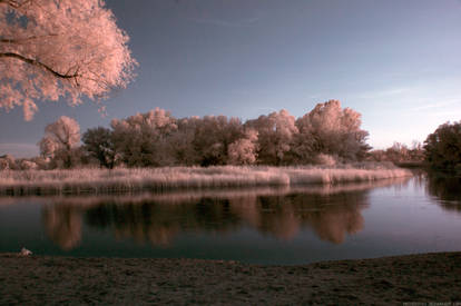 Golden Evening