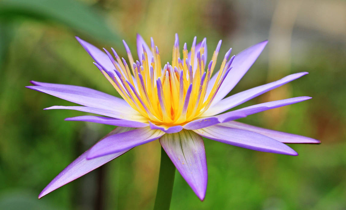 Egyptian Lotus: Enchanting Floral Portrait by patrick786 on DeviantArt