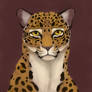 Jaguar commission