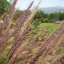 Purple Waves of Grain