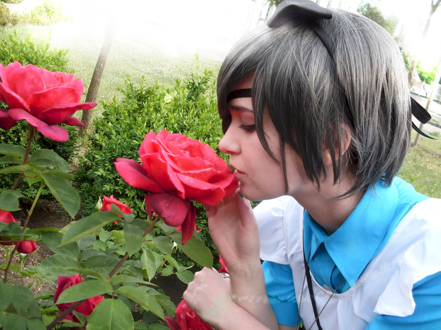 Kiss from a rose