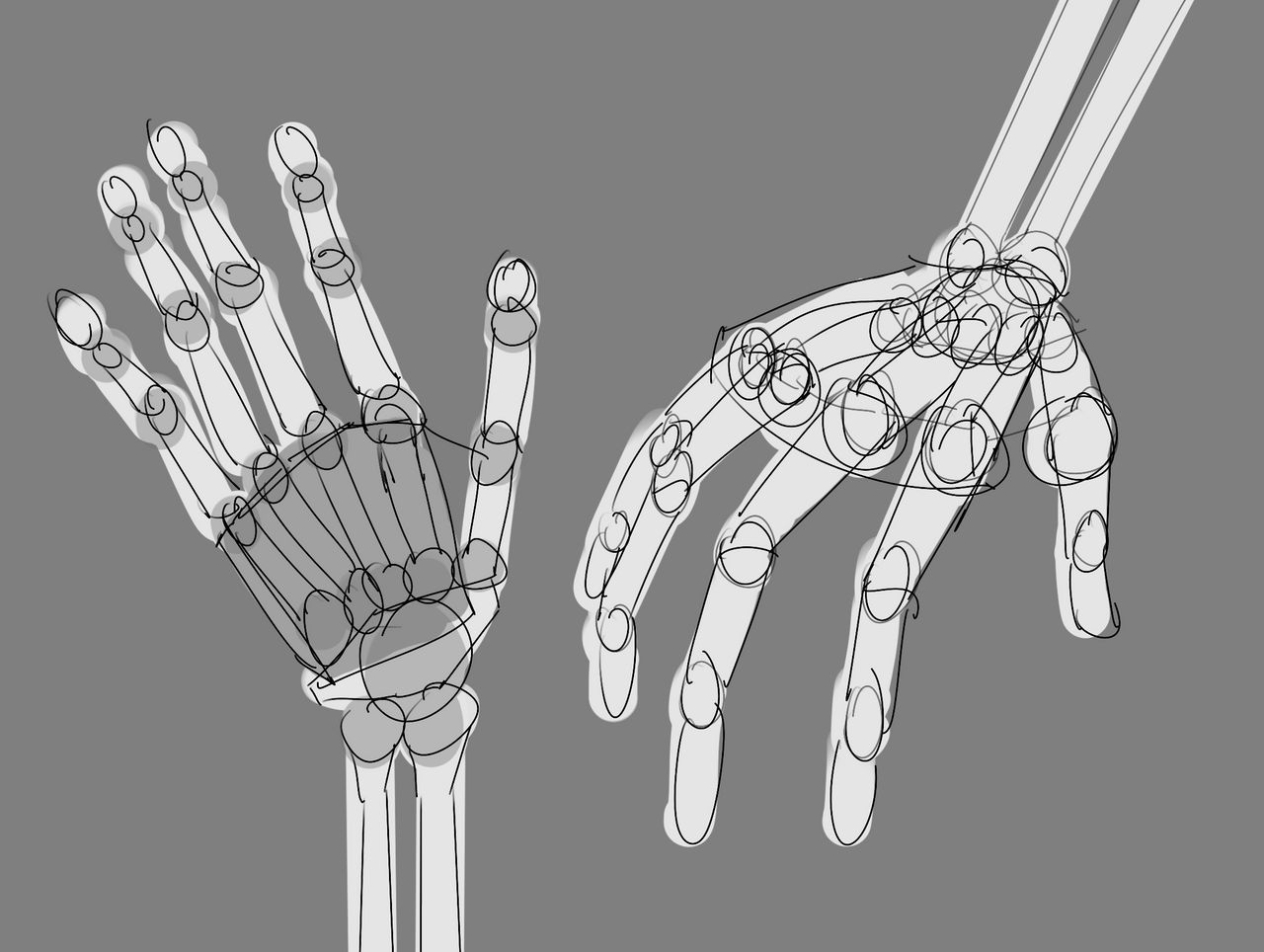 Humans Hannds Human Hand Anatomy Studies by LuudLo on DeviantArt