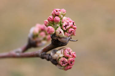 Bradford Pear Tree Buds