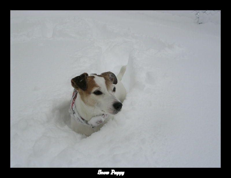 Snow Puppy