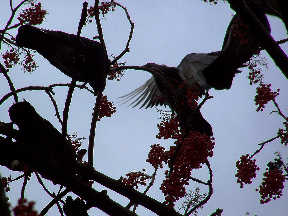 A Feast for Doves