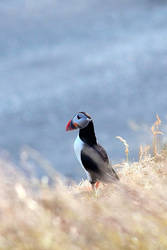 Puffin