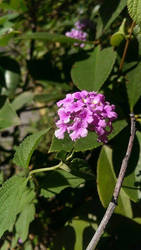 Lantana