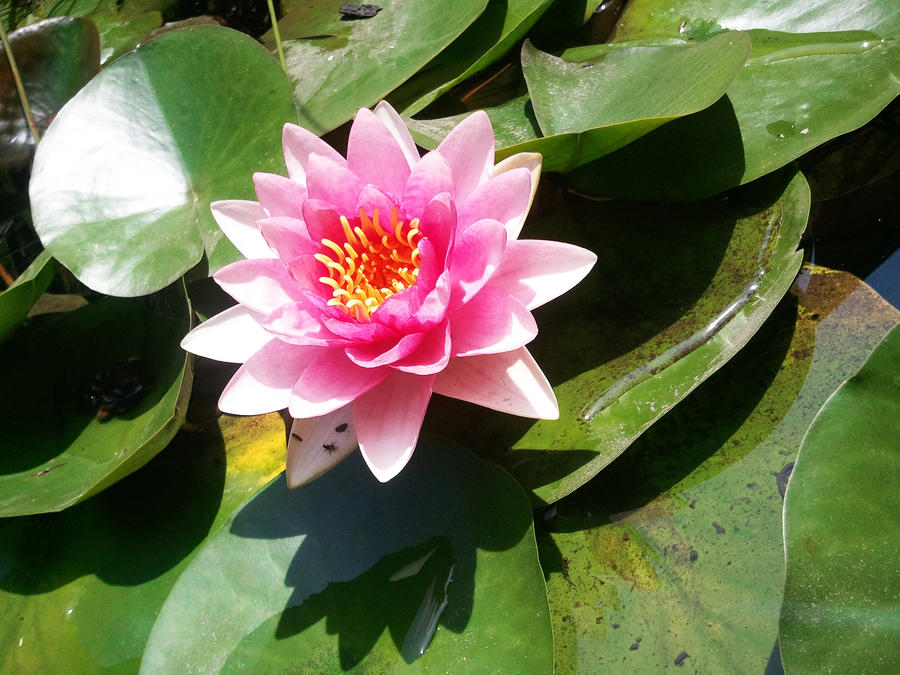 Pink lilly pad