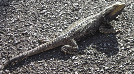 Lizard 1