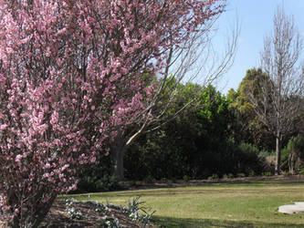 Pink Spring Blossoms