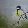 Great Tit