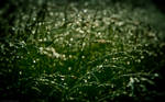 Gloomy Grass by nprkr