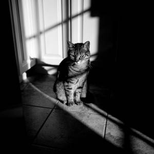 Film Noir Cat