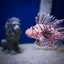 Lionfish