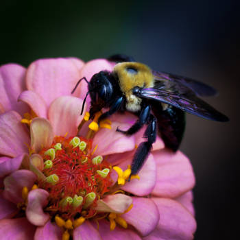 Bee Macro