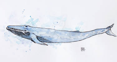 Dig Deep: Blue Whale