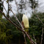 Lone White Bud