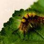 caterpillar orgya antiqua