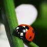 ladybug 3