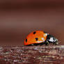 ladybug 4