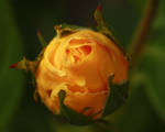 rose bud by marob0501