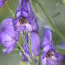 gift for Aconitum Napellus