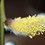 willow catkins 4