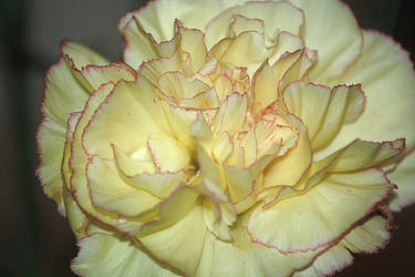 carnation