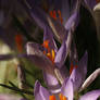 croci purple