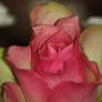 nice rose