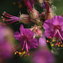 pelargonium more flowers