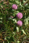 trifolium pratense by marob0501