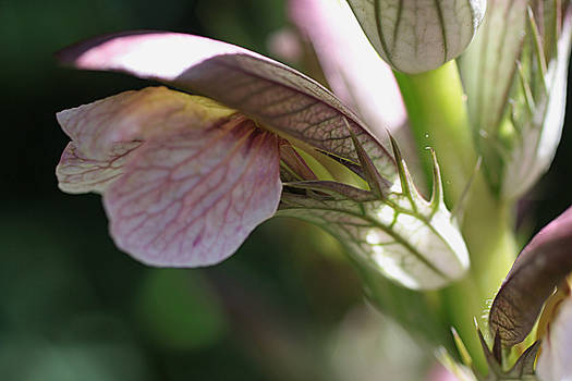 nice flower 3 Acanthus