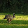 hare running