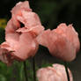 papaver roze