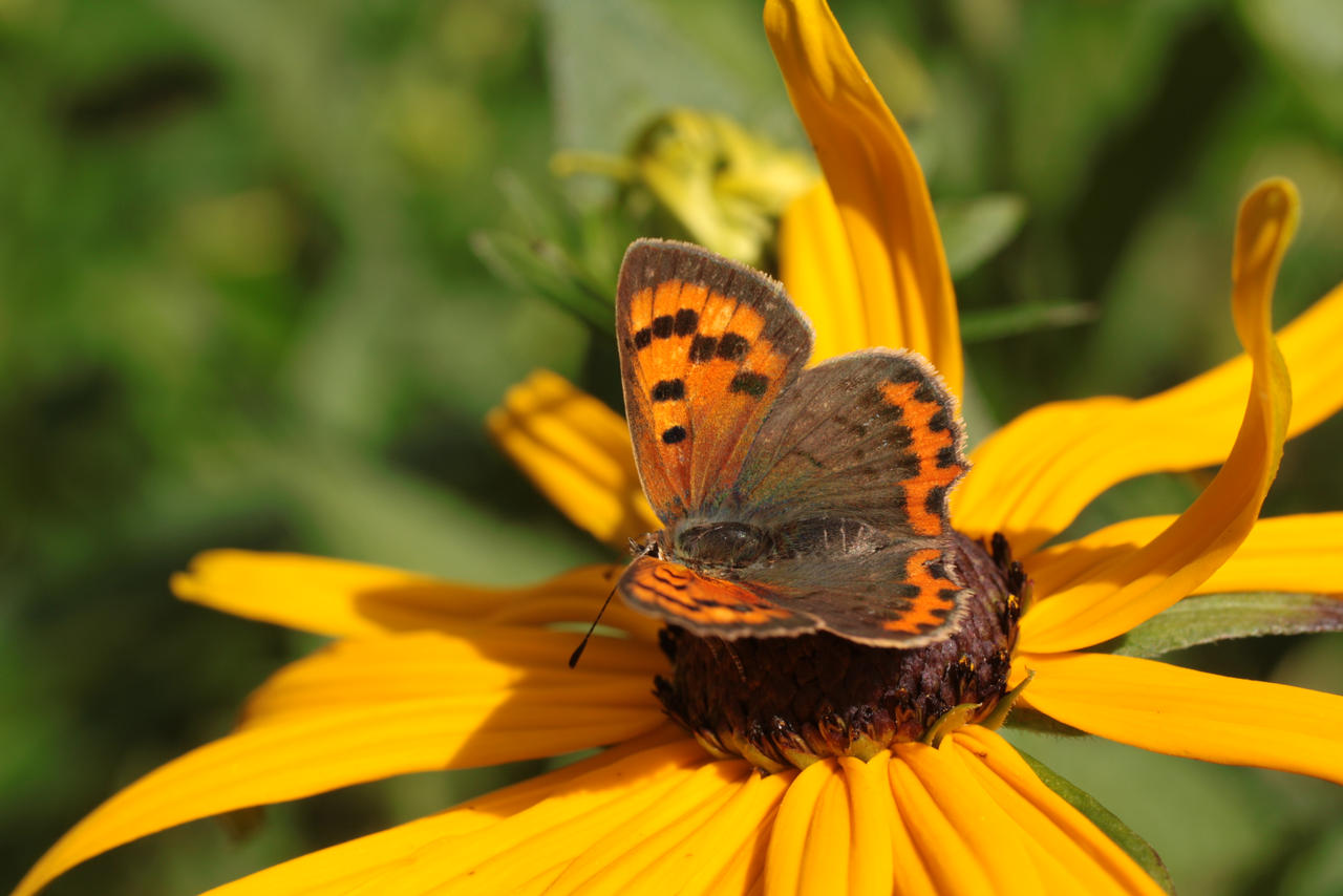 sunny season by marob0501 on DeviantArt