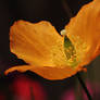 orange papaver2